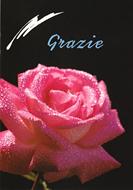 Grazie - Libretto di auguri (05D 19) (Spillato)